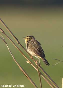 Phragmite aquatique (Acrocephalus paludicola)