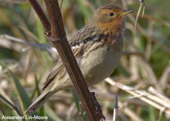 Pipit à gorge rousse (Anthus cervinus)