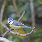 Mésange bleue