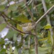 Serin cini