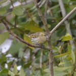 Serin cini
