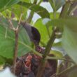 Fauvette à tête noire nourrissant ses petits