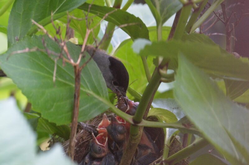 Fauvette à tête noire nourrissant ses petits