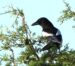 1-Pie bavarde | Pica pica | Common Magpie