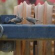Contribuez aux premières Rencontres d&rsquo;Ornithologie Urbaine à Paris le 22 janvier 2027