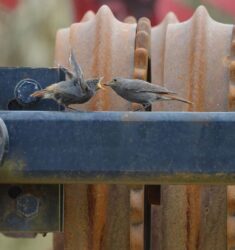 Contribuez aux premières Rencontres d&rsquo;Ornithologie Urbaine