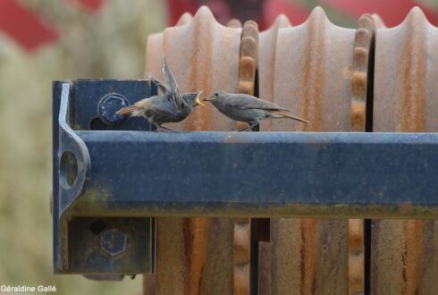 Contribuez aux premières Rencontres d'Ornithologie Urbaine à Paris le 22 janvier 2027