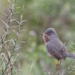 Conférence « Comment reconnaître les oiseaux – le B.A.-BA de l&rsquo;ornithologie »