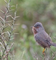 Conférence « Comment reconnaître les oiseaux – le B.A.-BA de l&rsquo;ornithologie »