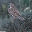 Les premiers résultats très encourageants du programme de conservation du Sirli de Dupont sur le plateau d'Embid (Espagne)