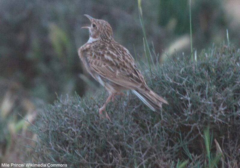 Les premiers résultats très encourageants du programme de conservation du Sirli de Dupont sur le plateau d&rsquo;Embid (Espagne)