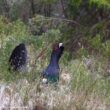 Un troisième lâcher de Grands Tétras a eu lieu dans les Vosges du 13 avril au 8 mai 2026, malgré les difficultés rencontrées par le programme de renforcement