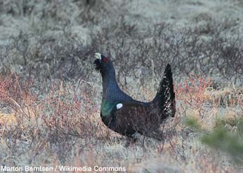 Grand Tétras (Tetrao urogallus) mâle