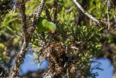 Après une seule observation confirmée en un siècle, le Lori de Buru a été trouvé en avril 2026 dans les montagnes de l'île indonésienne dont il est endémique