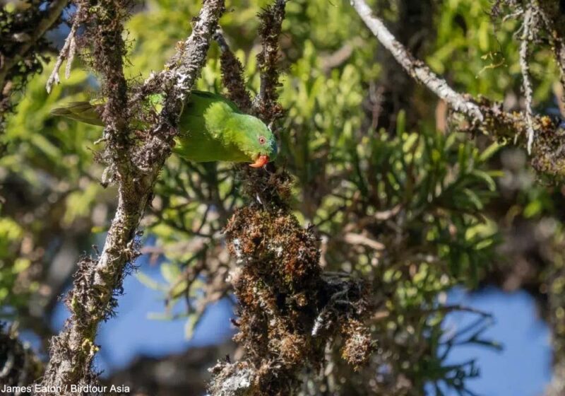 Après une seule observation confirmée en un siècle, le Lori de Buru a été trouvé en avril 2026 dans les montagnes de l&rsquo;île indonésienne dont il est endémique