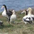 Après avoir frôlé l&rsquo;extinction il y a 77 ans, la population d&rsquo;Albatros à queue courte a dépassé les 11 000 individus en 2026