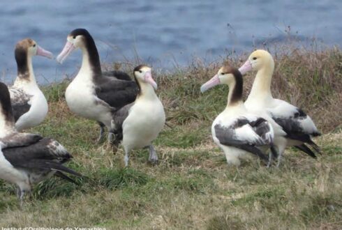 Après avoir frôlé l'extinction il y a 77 ans, la population d'Albatros à queue courte a dépassé les 11 000 individus en 2026