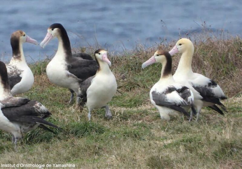 Après avoir frôlé l&rsquo;extinction il y a 77 ans, la population d&rsquo;Albatros à queue courte a dépassé les 11 000 individus en 2026