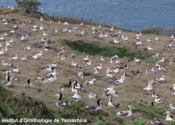 Vue en 2026 d'une partie de la colonie d'Albatros à queue courte (Phoebastria albatrus)