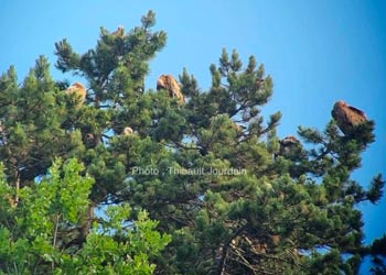 Vautours fauves (Gyps fulvus)