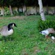 Un couple inattendu entre une Bernache du Canada et un Canard coureur indien est peut-être à l'origine de cinq œufs pondus dans l'Oise en juin 2026