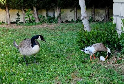 Un couple inattendu entre une Bernache du Canada et un Canard coureur indien est peut-être à l'origine de cinq œufs pondus dans l'Oise en juin 2026