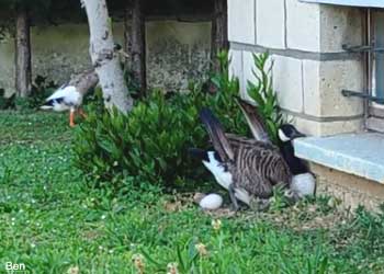 Le couple formé par un Coureur indien (Anas platyrhynchos domesticus) mâle et une Bernache du Canada (Branta canadensis) femelle
