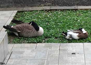 Le couple formé par un Coureur indien (Anas platyrhynchos domesticus) mâle et une Bernache du Canada (Branta canadensis) femelle