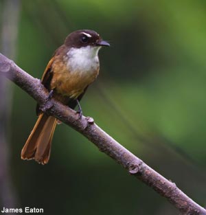Rhipidure brun-roux (Rhipidura fuscorufa) Rhipidure brun-roux (Rhipidura fuscorufa)