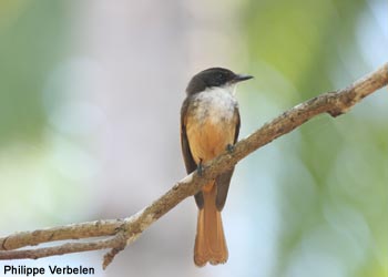 Rhipidure joyeux (Rhipidura laguceria) Rhipidure joyeux (Rhipidura laguceria)