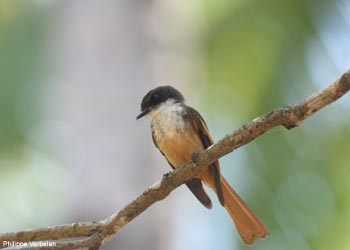 Rhipidure joyeux (Rhipidura laguceria) Rhipidure joyeux (Rhipidura laguceria)