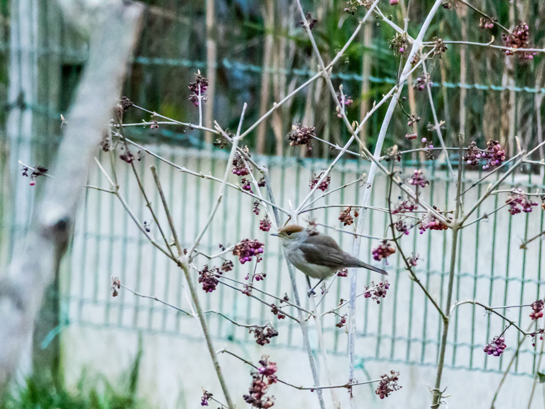 Fauvette à tête noire femelle