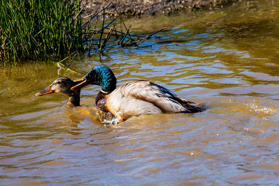 Accouplement de Canards colverts