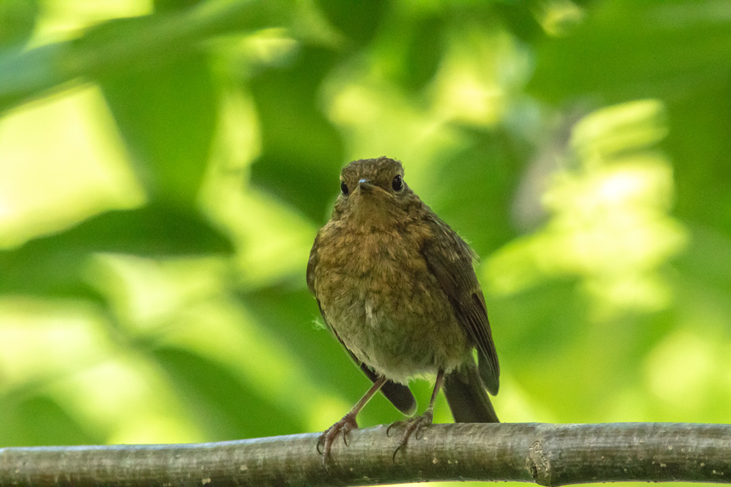 Rougegorge familier juvénile