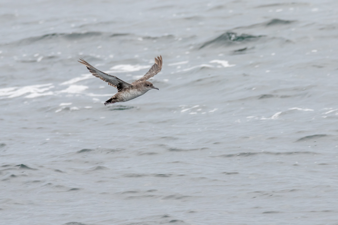 Puffin des Baléares