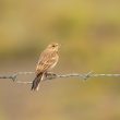 Pipit rousseline