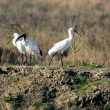Ibis sacrés en Loire-Atlantique