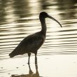 Ibis falcinelle