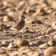 Pluvier guignard juvénile en Crau