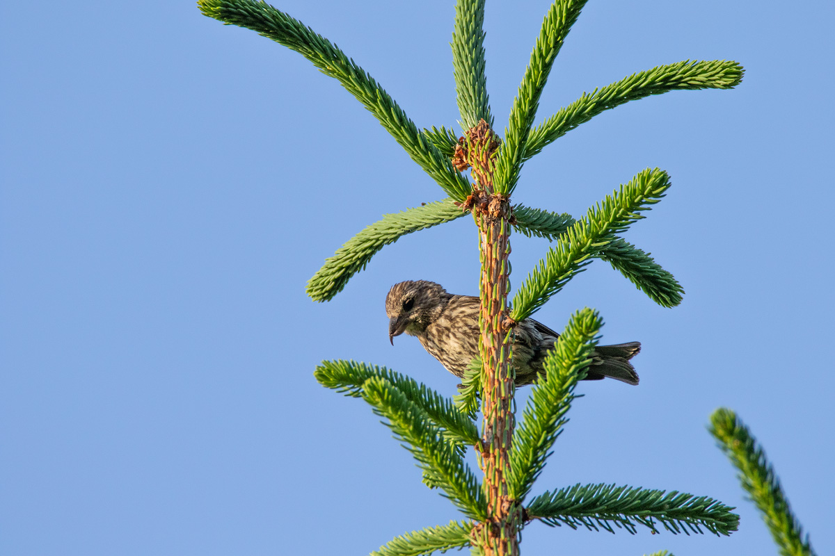 Bec croisé des sapins juvénile