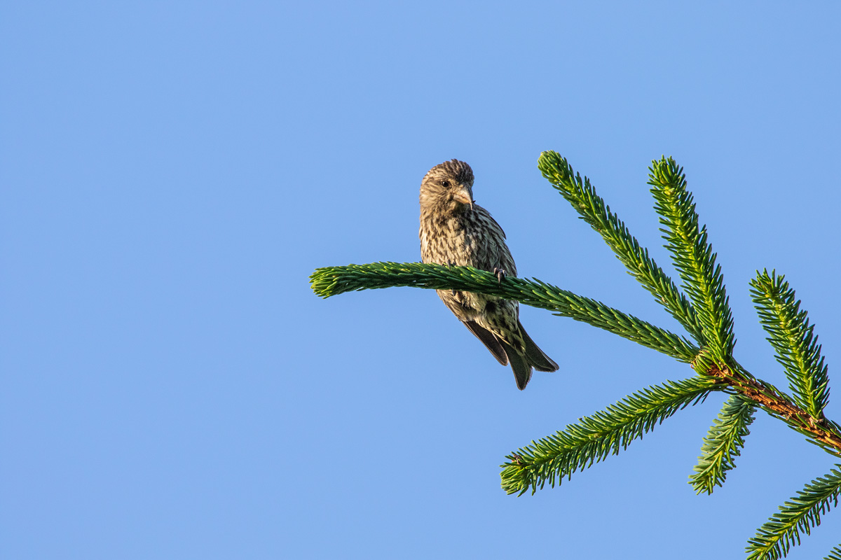 Bec croisé des sapins dans les Pyrénées