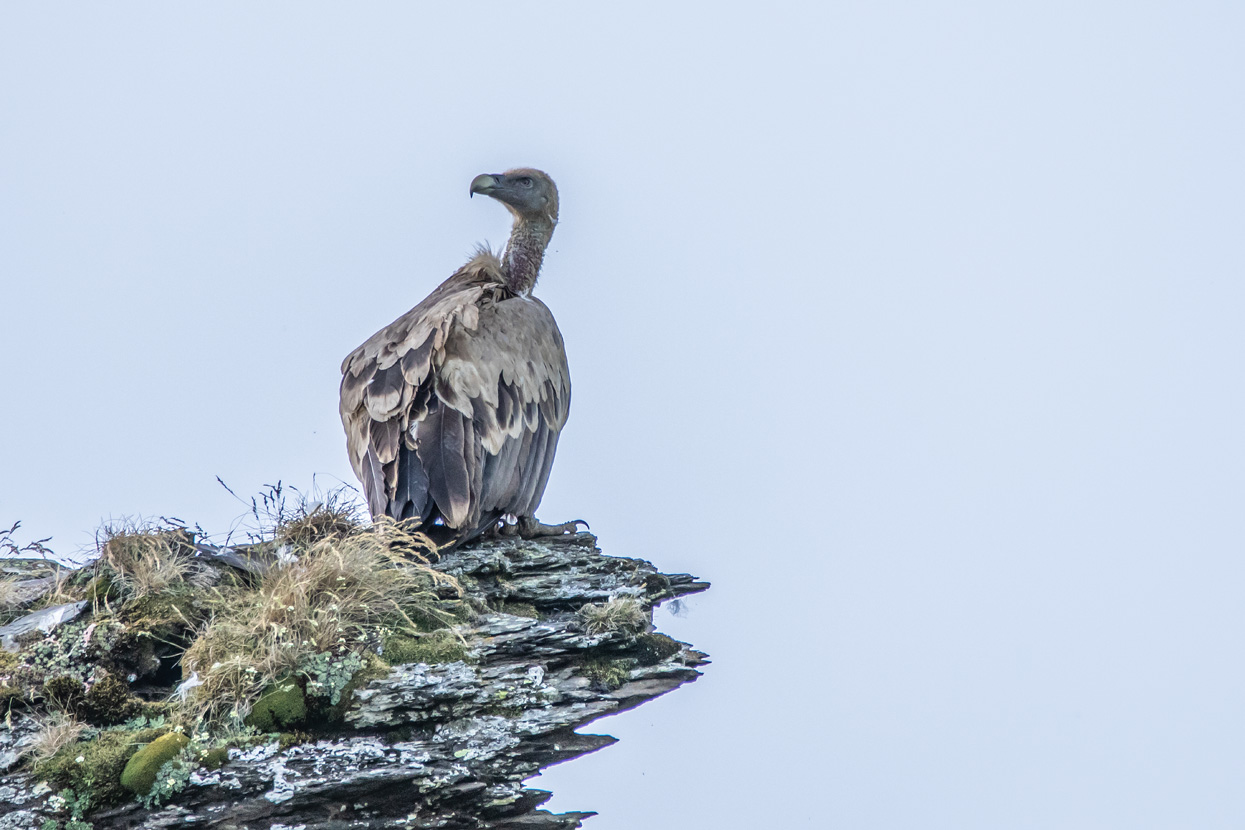 Vautour fauve attendant une ascendance thermique