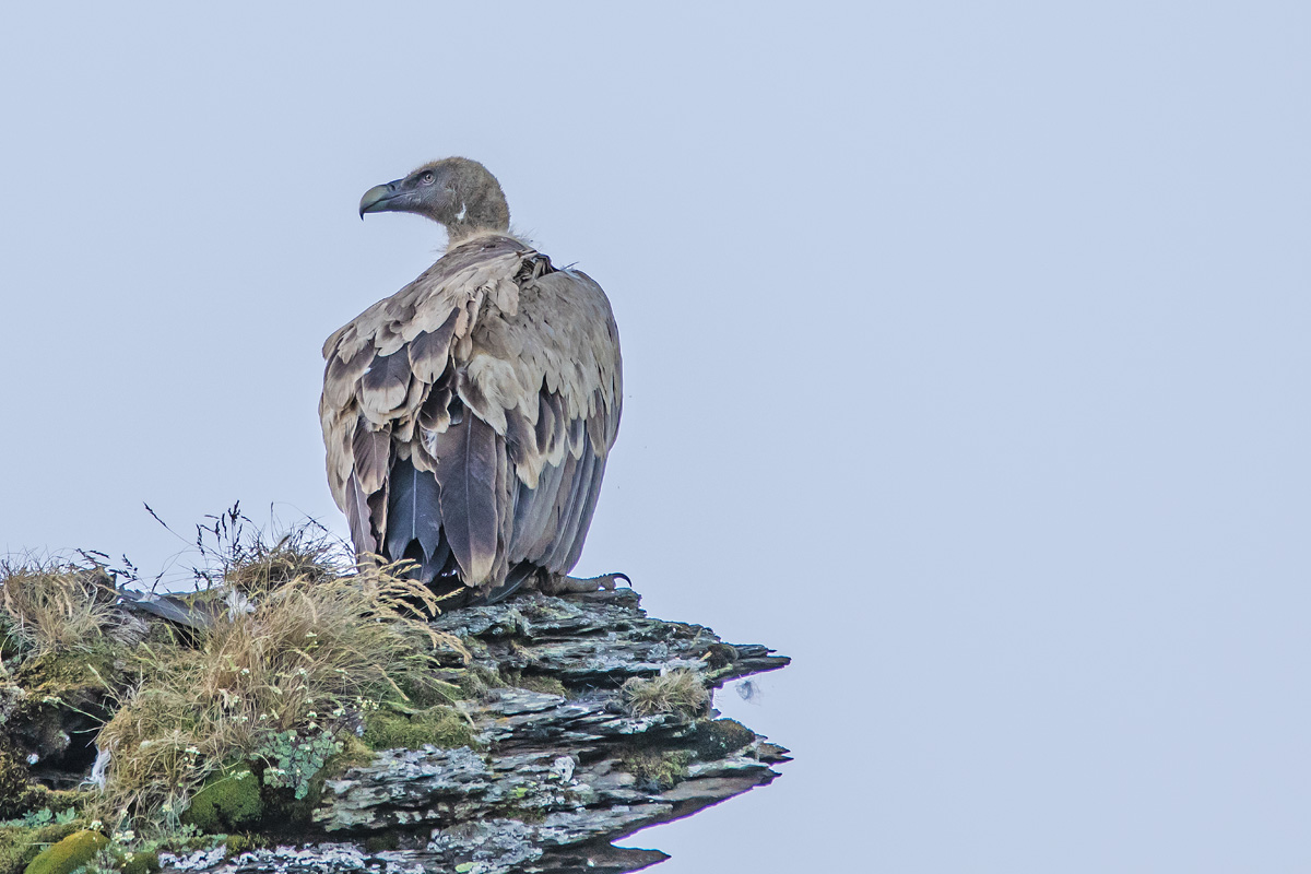 Vautour fauve en attente de thermiques