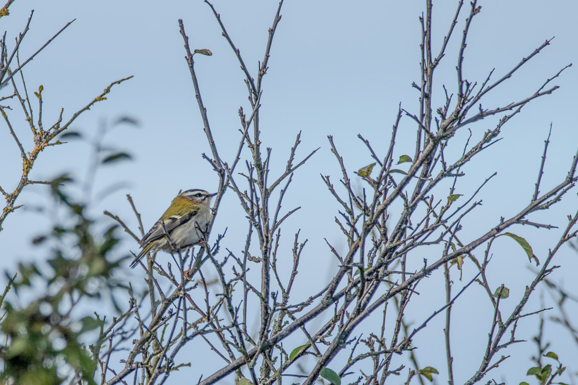 Roitelet triple-bandeau