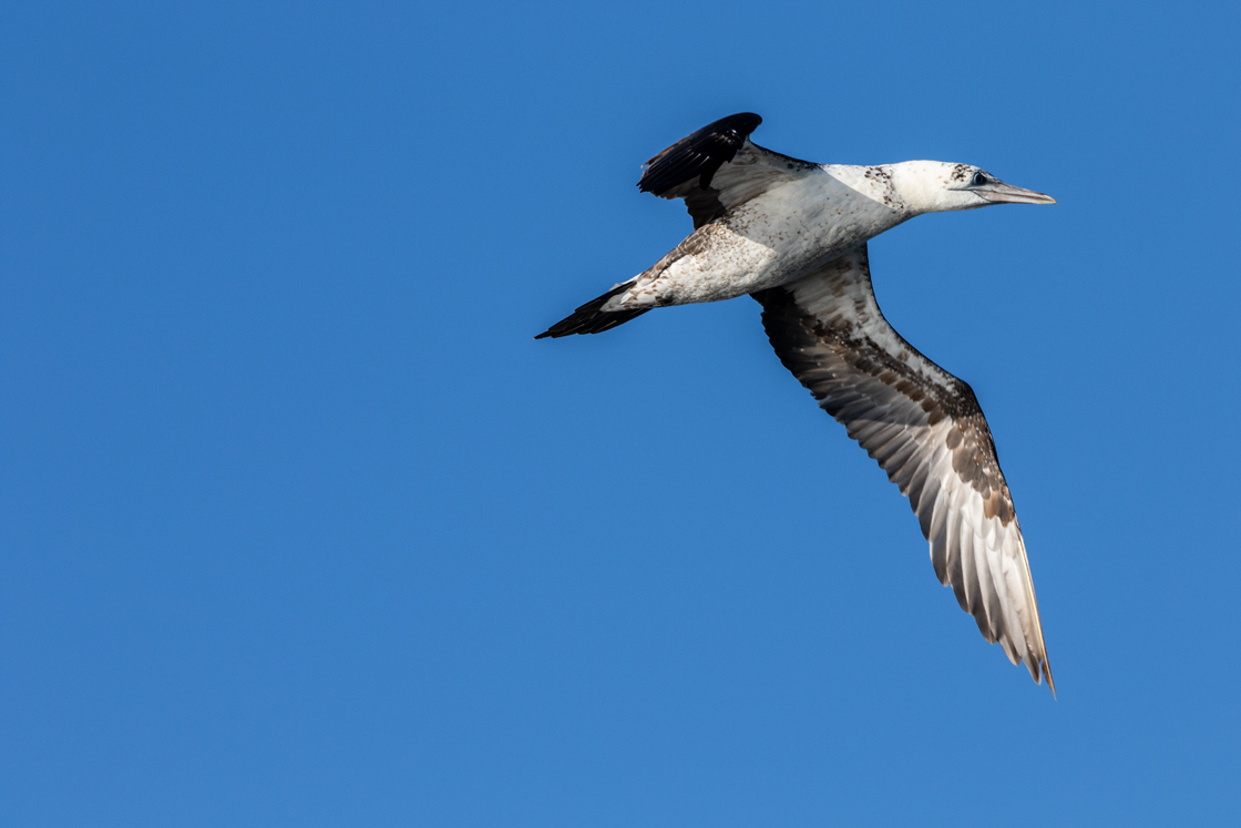 Fou de Bassan immature