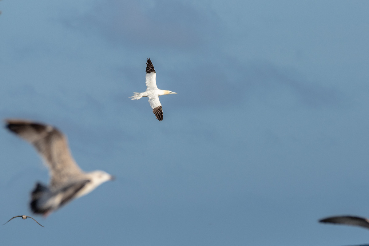 Fou de Bassan en vol