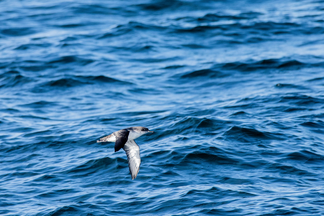 Puffin des Baléares