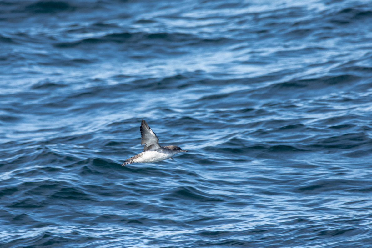 Puffin des Baléares
