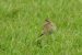 2-Pipit de Richard | Anthus richardi | Richard&rsquo;s Pipit