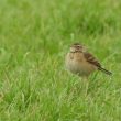 Pipit de Richard en baie du Mont-Saint-Michel